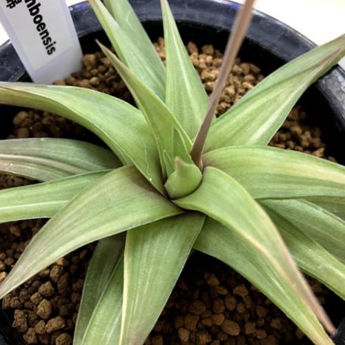 多肉植物：ハオルチア 水車錦*幅14cm 現品！一品限り : 遊恵盆栽 Yahoo