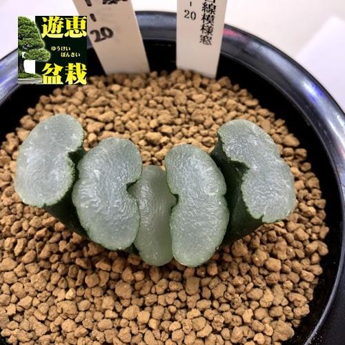 最新コレックション 多肉植物 ハオルチア 玉扇 Ft 幅5 5cm 現品 一品限り 上質で快適 Www Thedailyspud Com