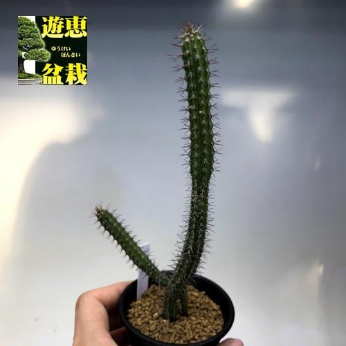 多肉植物：ユーフォルビア バイオエンシス*幅4cm : 遊恵盆栽 Yahoo