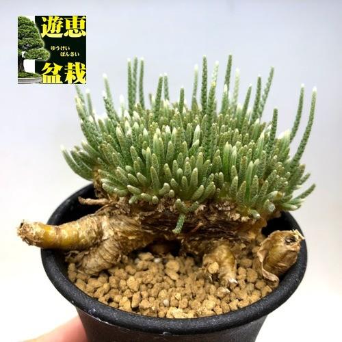 塊根植物:アボニア アルストニー うつぼ錦 白花*葉幅6.5cm 現品 塊根植物:アボニア アルストニー うつぼ錦 白花*葉幅6.5cm 現品