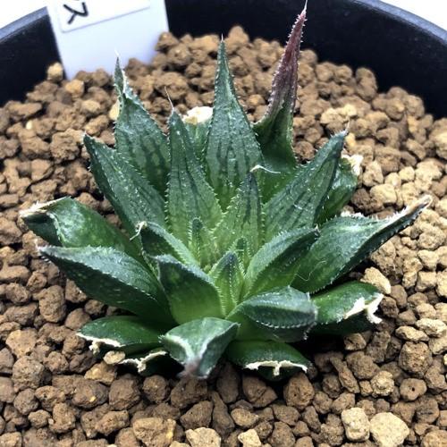多肉植物：ハオルチア ハイデルベルゲンシス*幅4cm : 遊恵盆栽 Yahoo