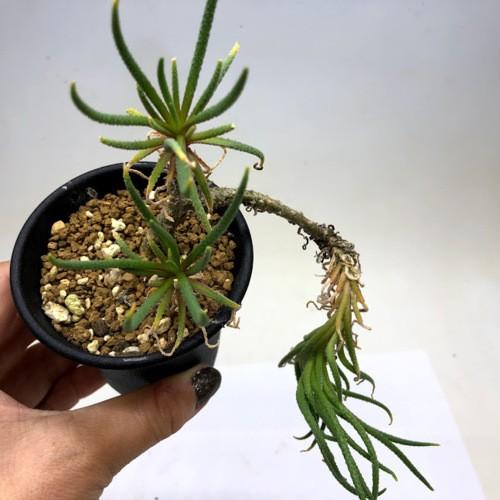 多肉植物：フィロボルス ラビエイ*全幅12cm 現品！一品限り : 遊恵盆栽