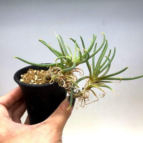 多肉植物：フィロボルス ラビエイ*全幅10cm 現品！一品限り : 遊恵盆栽