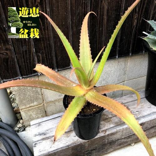 多肉植物 アロエ Sp 幅43ｃｍ 現品 一品限り S9393v 遊恵盆栽 Yahoo 店 通販 Yahoo ショッピング