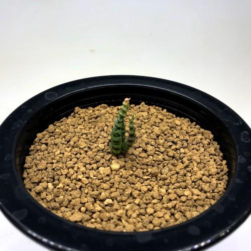 多肉植物:ブルビネ ブルインシー つくし玉*全幅1cm 現品!一品 多肉植物:ブルビネ ブルインシー つくし玉*全幅1cm 現品!一品