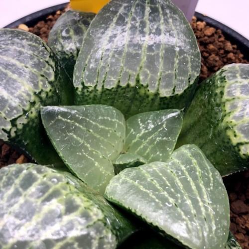 多肉植物 ハオルチア 長崎特選 スプリング交配美種 ｎ水晶コンプト 実生 幅8cm 現品 一品限り S9405v 遊恵盆栽 Yahoo 店 通販 Yahoo ショッピング