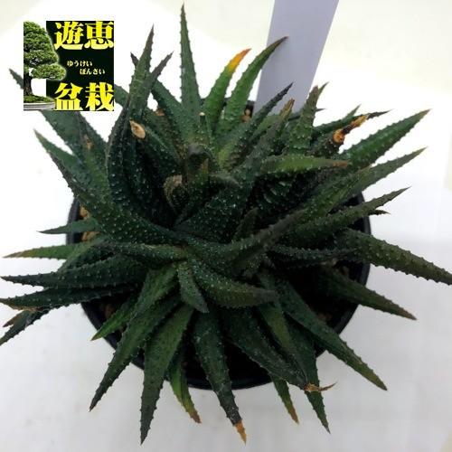 多肉植物：ハオルチア スカブラhyb.*幅12cm 現品！一品限り : 遊恵盆栽