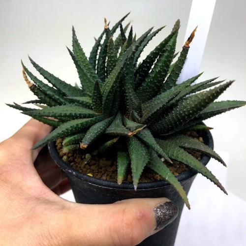 多肉植物：ハオルチア スカブラhyb.*幅12cm 現品！一品限り : 遊恵盆栽