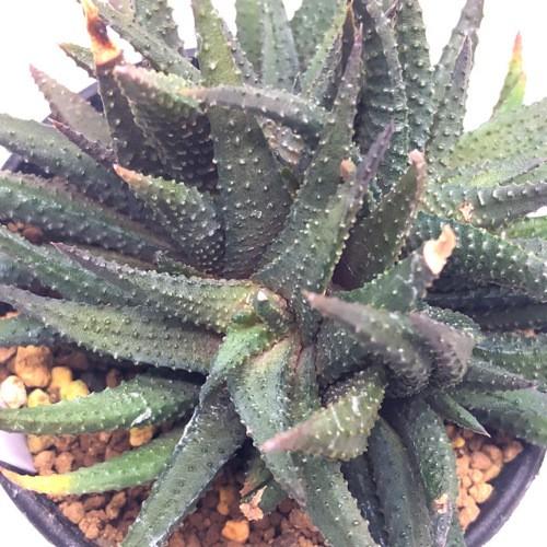 多肉植物：ハオルチア スカブラhyb.*幅12cm 現品！一品限り : 遊恵盆栽