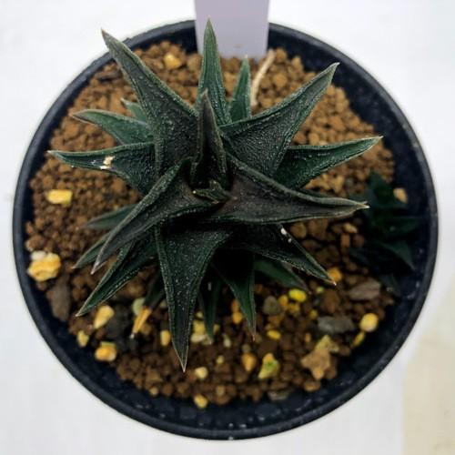 多肉植物：多肉植物：ハオルチア ニグラ*幅5.5cm 現品！一品限り