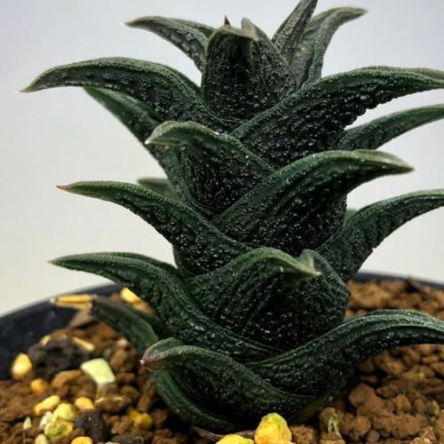 ハオルチア ニグラ 植物 多肉植物：多肉植物：ハオルチア ニグラ*幅5.5cm 現品！一品限り