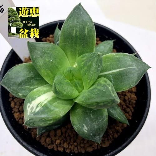 多肉植物 ハオルチア 招福猫錦 幅7cm 現品 一品限り S9416v 遊恵盆栽 Yahoo 店 通販 Yahoo ショッピング