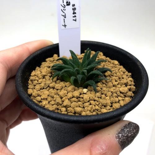 ハオルチア プペスケンス 3点セット 楽天市場】多肉植物