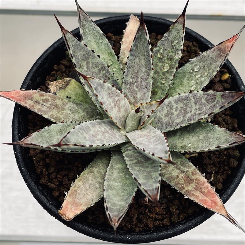 多肉植物   アガベ5枚目のようにそだちますよ！ 多肉植物：アガベ 五色万代*L 幅20cm : 遊恵盆栽 Yahoo!店 - 通販