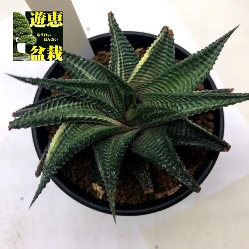 多肉植物 ハオルチア 瑠璃殿錦 るりでんにしき 幅10 5cm 現品 一品限り 葉先に焼けあり S9421v 遊恵盆栽 Yahoo 店 通販 Yahoo ショッピング