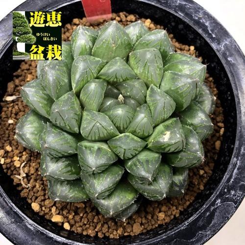 多肉植物：ハオルチア オリビア（オブツーサ交配錦）×ドドソン紫