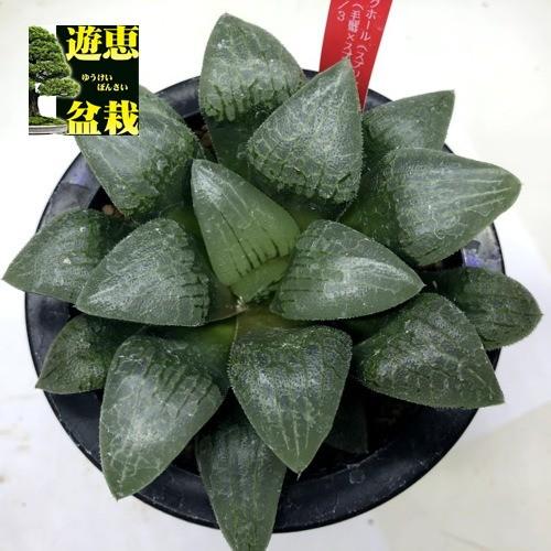 多肉植物 ハオルチア ブラックホール スプリング交配美種大型 赤帽 毛蟹 スプリング ｎｓ 2 3 幅11cm 現品 一品限り S9425v 遊恵盆栽 Yahoo 店 通販 Yahoo ショッピング