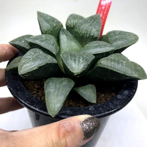 多肉植物：ハオルチア ブラックホール（スプリング交配美種大型）×赤帽