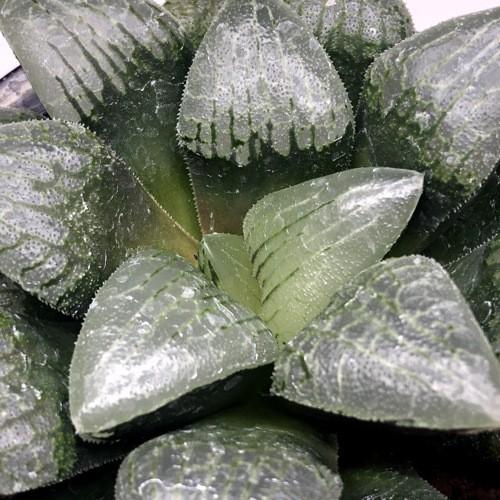 多肉植物：ハオルチア ブラックホール（スプリング交配美種大型）×赤帽