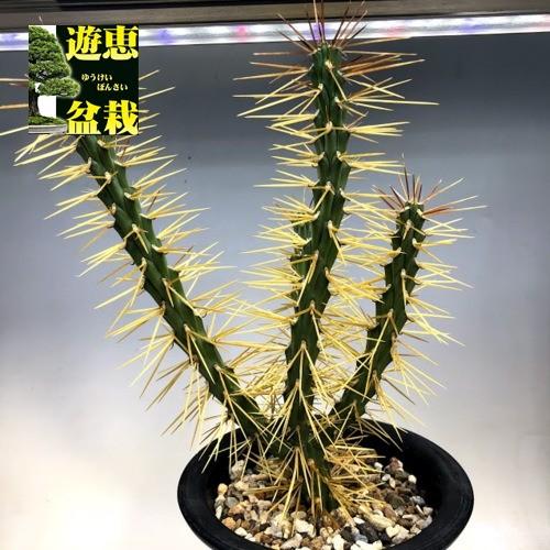 サボテン：キリンドロオプンチア ダビシー 挿木*幅13cm : 遊恵盆栽 