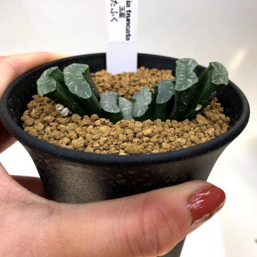 多肉植物 ハオルチア 玉扇 大型おたふく 幅7cm S9431v 遊恵盆栽 Yahoo 店 通販 Yahoo ショッピング