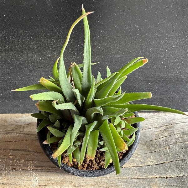 多肉植物：ハオルチア アングスティフォリア パウシフォリア*幅8cm