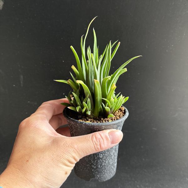 多肉植物：ハオルチア アングスティフォリア パウシフォリア*幅8cm