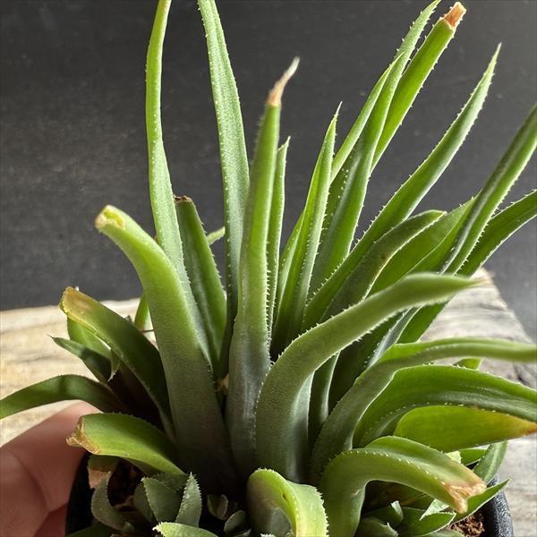 多肉植物：ハオルチア アングスティフォリア パウシフォリア*幅8cm