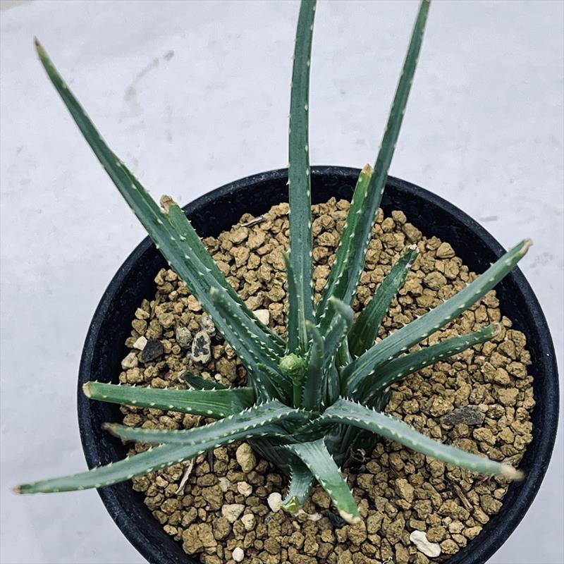 多肉植物：アロエ ボウイエア*幅10cm : 遊恵盆栽 Yahoo!店 - 通販