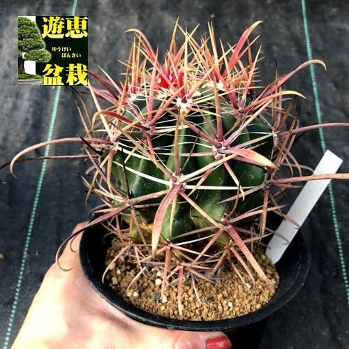 サボテン：フェロカクタス 柿崎氏刈穂玉×神仙玉*幅9cm 現品！一品