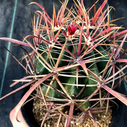 サボテン：フェロカクタス 柿崎氏刈穂玉×神仙玉*幅9cm 現品！一品