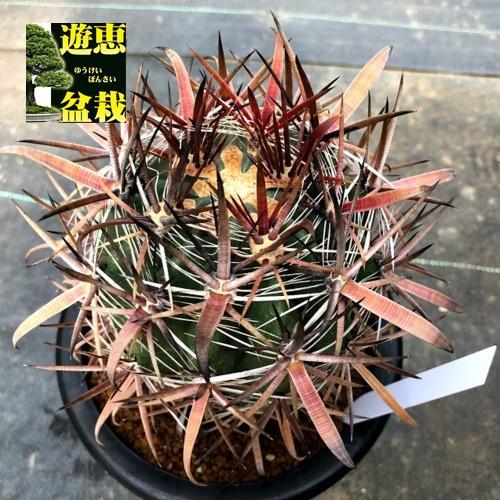サボテン：フェロカクタス 柿崎氏神仙玉*幅9.5cm 現品！一品限り