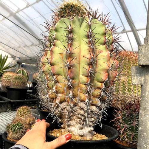 サボテン フェロカクタス 江守 幅21ｃｍ 現品 一品限り 株の側面に焼けあり S9449v 遊恵盆栽 Yahoo 店 通販 Yahoo ショッピング