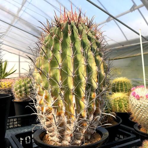 フェロカクタス　偉冠竜 サボテン：フェロカクタス 偉冠竜*幅16cm 現品！一品限り