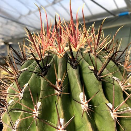 フェロカクタス　偉冠竜 サボテン：フェロカクタス 偉冠竜*幅16cm 現品！一品限り