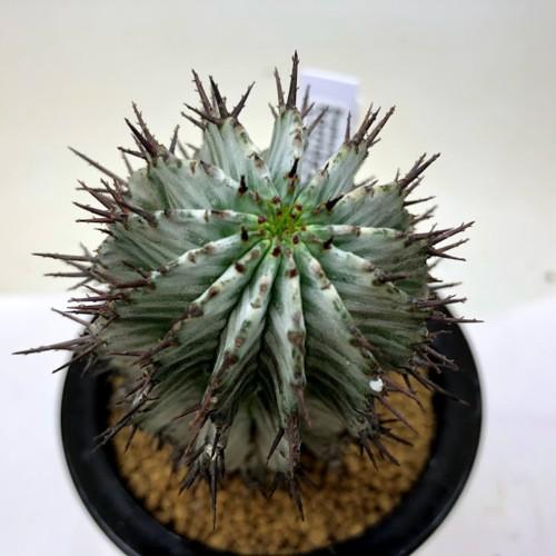 多肉植物:ユーフォルビア ホリダ アルバ*幅5cm 現品!一品 多肉植物:ユーフォルビア ホリダ アルバ*幅5cm 現品!一品