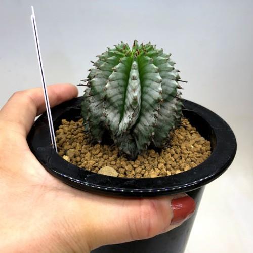 多肉植物：ユーフォルビア ホリダ ストリアータ*幅5.5cm 現品