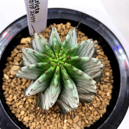 多肉植物：ユーフォルビア ホリダ ストリアータ*幅5.5cm 現品