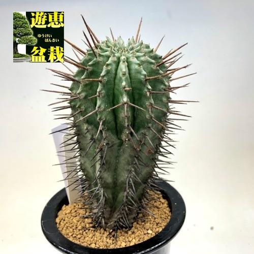 ユーフォルビアホリダ　マジョール ユーフォルビア ホリダ（V）マジョール | hanayoshi-botanical