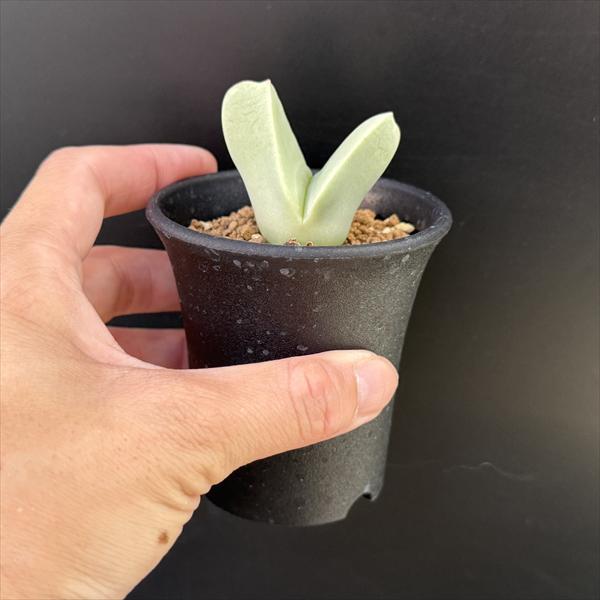 多肉植物：ヘレアンサス 翼（ツバサ）*幅4cm : 遊恵盆栽 Yahoo!店