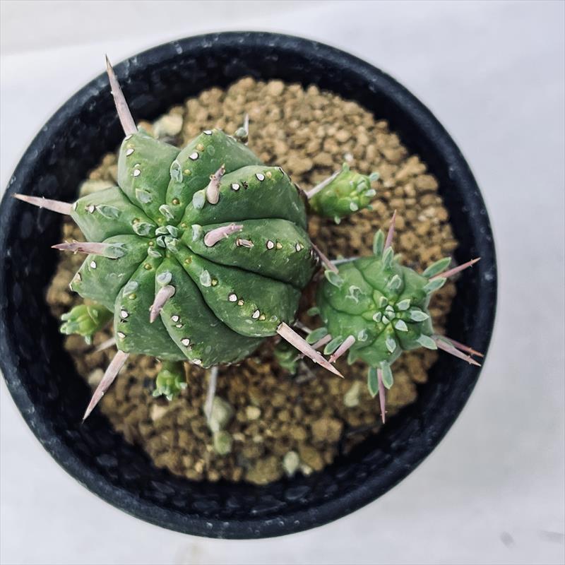 多肉植物：ユーフォルビアsp A*幅5cm : 遊恵盆栽 Yahoo!店 - 通販