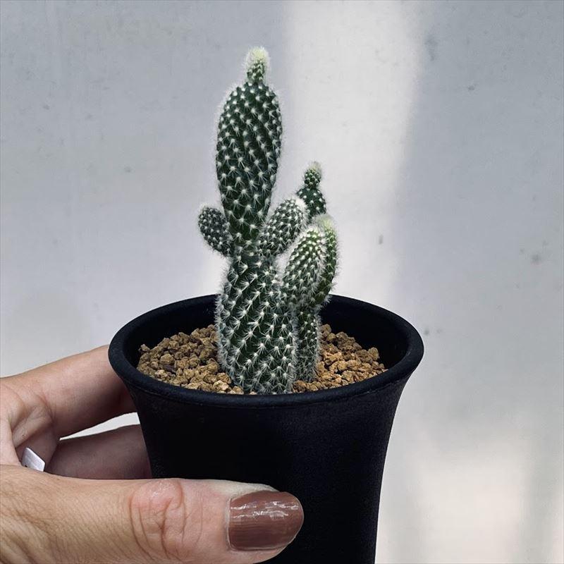 ウチワサボテン：バニーカクタス 象牙団扇*幅3cm : 遊恵盆栽 Yahoo