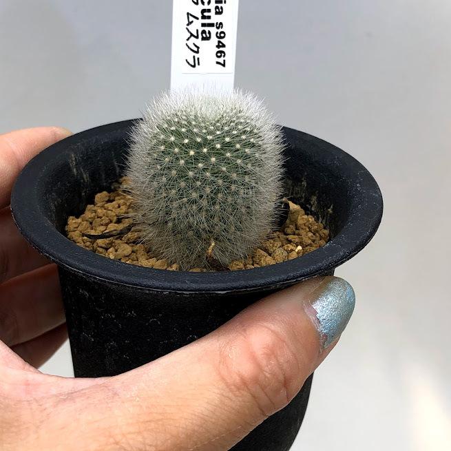 サボテン レブチア ムスクラ 幅3cｍ S9467v 遊恵盆栽 Yahoo 店 通販 Yahoo ショッピング