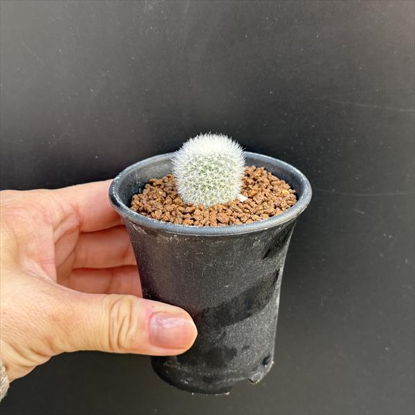 サボテン：レブチア ムスクラ*幅2cm : 遊恵盆栽 Yahoo!店 - 通販
