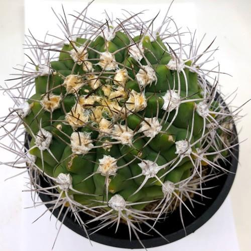 実生群生大苗】天賜玉ギムノカリキウム抜き苗発送サボテン オールド