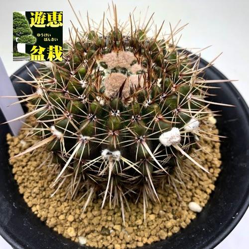 サボテン：パロディア 白獅子丸*幅7cm 現品！一品限り : 遊恵盆栽