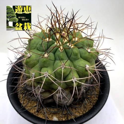 サボテン：ギムノカリキウム リオグラデンセ*幅9cm 現品！一品限り
