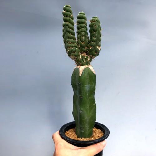 サボテン：ユーリキニア カスタネア スピラリス 接木*幅7.5cm 現品