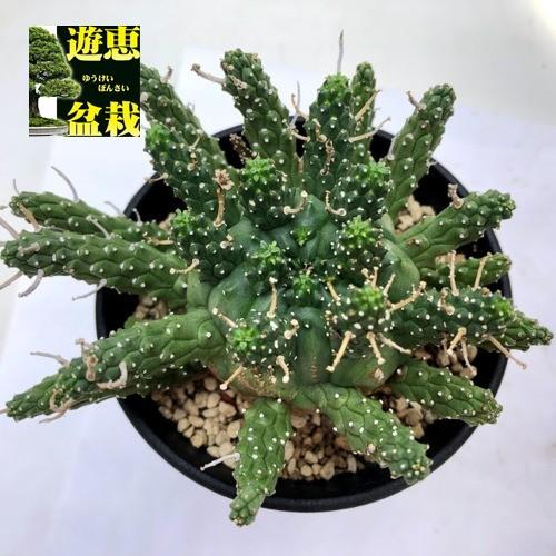 多肉植物:ユーフォルビア ガムケンシス*幅10cm 現品!一品 多肉植物:ユーフォルビア ガムケンシス*幅10cm 現品!一品