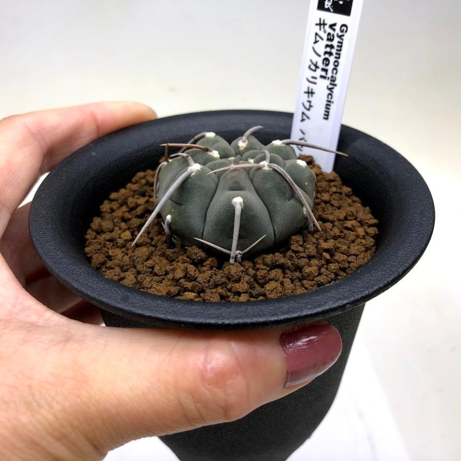サボテン：ギムノカリキウム バッテリー 実生*S 幅4cm : 遊恵盆栽